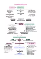 Vista previa - Para docentes: organización, planificación y formación - Opoesquema TEMA 13 (Magisterio Primaria CVA) - página 2