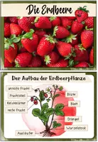 Vorschau - Merkblätter - Erdbeere: Wissenskartei und Fotosammlung - Seite 1