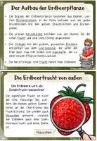 Vorschau - Merkblätter - Erdbeere: Wissenskartei und Fotosammlung - Seite 2