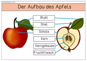 Vorschau - Arbeitsblätter - XXL- Materialpaket - Apfel - Seite 2