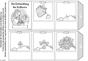 Vorschau - Arbeitsblätter - Erdbeere: Miniheft & Leporello - Seite 1