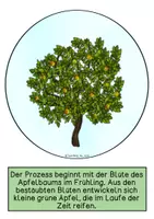 Vorschau - Präsentationen/Tafelbilder - Tafelmaterial - Der Weg des Apfels in den Supermarktes - Seite 1