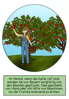 Vorschau - Präsentationen/Tafelbilder - Tafelmaterial - Der Weg des Apfels in den Supermarktes - Seite 2