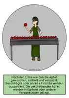 Vorschau - Präsentationen/Tafelbilder - Tafelmaterial - Der Weg des Apfels in den Supermarktes - Seite 3