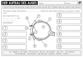 Vorschau - Arbeitsblätter - Auge und Sehsinn – Aufbau des Auges | Merkblatt, Präsentation und Arbeitsblatt 3.–5. Schulstufe - Seite 3