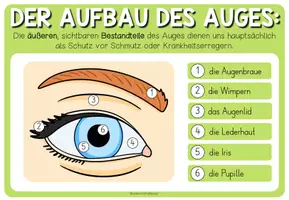 Vorschau - Arbeitsblätter - Auge und Sehsinn – Aufbau des Auges | Merkblatt, Präsentation und Arbeitsblatt 3.–5. Schulstufe - Seite 1
