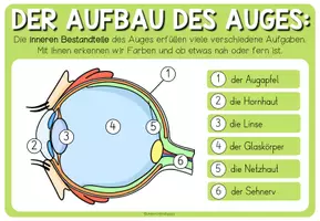 Vorschau - Arbeitsblätter - Auge und Sehsinn – Aufbau des Auges | Merkblatt, Präsentation und Arbeitsblatt 3.–5. Schulstufe - Seite 2
