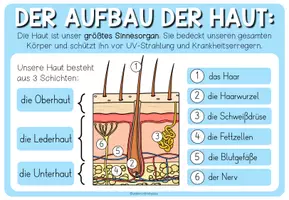 Vorschau - Arbeitsblätter - Haut und Tastsinn – Aufbau der Haut | Merkblatt, Präsentation und Arbeitsblatt 3.–5. Schulstufe - Seite 1