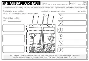 Vorschau - Arbeitsblätter - Haut und Tastsinn – Aufbau der Haut | Merkblatt, Präsentation und Arbeitsblatt 3.–5. Schulstufe - Seite 2