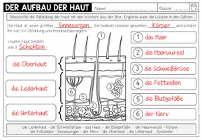 Vorschau - Arbeitsblätter - Haut und Tastsinn – Aufbau der Haut | Merkblatt, Präsentation und Arbeitsblatt 3.–5. Schulstufe - Seite 3