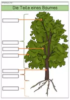 Vorschau - Arbeitsblätter - Übersichtsblatt und Arbeitsblatt - Der Aufbau eines Baums - Bäume - Seite 3