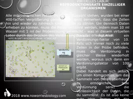 Vorschau - Arbeitsblätter - Zellen - Virtuelles Labor - Reproduktionsrate einzelliger Organismen - Seite 3