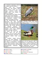Vorschau - Arbeitsblätter - Vögel - sprachsensibles Material mit Aufgaben - Seite 2