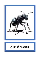 Vorschau - Bildkarten - Tafelkarten heimische Tiere in A4 und A5 - Seite 1