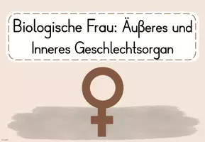 Vorschau - Arbeitsblätter - 5. UE Sexualerzierhung: Biologische Frau_Äußeres und Inneres Geschlechtsorgan - Seite 3
