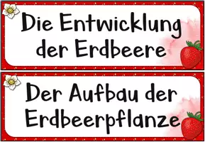 Vorschau - Poster - Erdbeere: Tafelmaterial (Bildkarten & Textkarten) - Seite 1