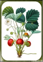Vorschau - Poster - Erdbeere: Tafelmaterial (Bildkarten & Textkarten) - Seite 2