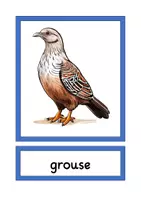 Vorschau - Bildkarten - picture cards local animals A4 & A5 - Seite 2