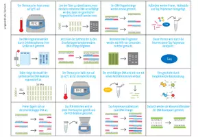 Vorschau - Spiele - Polymerase Kettenreaktion (PCR) – Sortieraktivität - Seite 1