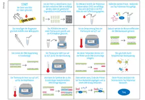 Vorschau - Spiele - Polymerase Kettenreaktion (PCR) – Sortieraktivität - Seite 3