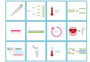 Vorschau - Spiele - Polymerase Kettenreaktion (PCR) – Zuordnungsaktivität / Paare Finden Spiel - Seite 3
