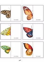 anteprima - Giochi - GIOCO DI SIMMETRIE - FALENE E FARFALLE. - Pagina 3