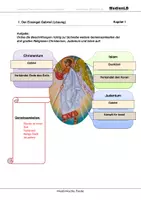 Vorschau - Arbeitsblätter - Muslimische Feste - Arbeitsblätter mit Lösungen - Seite 1