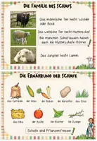 Vorschau - Merkblätter - Bauernhoftiere: Karteikarten "Das Schaf" (Kl.1/2) - Seite 3