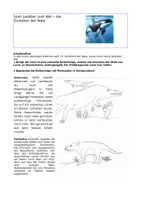 Vorschau - Arbeitsblätter - Evolution der Wale - Deckblatt