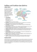 Vorschau - Unterrichtsreihen - Aufbau und Funktion des Gehirns - Deckblatt