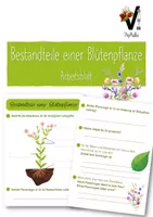 Vorschau - Arbeitsblätter - Bestandteile einer Blütenpflanze (Arbeitsblatt) - Deckblatt