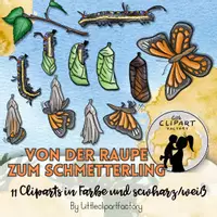 Vorschau - selbst erstellte Cliparts/Grafiken - Cliparts Von Der Raupe zum Schmetterling - Seite 2