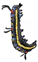Vorschau - selbst erstellte Cliparts/Grafiken - Cliparts Von Der Raupe zum Schmetterling - Seite 3
