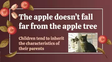 Προεπισκόπηση - Φύλλα εργασίας - English proverb-Apple tree - Εξώφυλλο