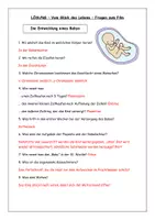 Vorschau - Arbeitsblätter - Vom Glück des Lebens - Fragen zum Film - Die Entwicklung eines Babys - Seite 2
