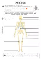 Vorschau - Unterrichtsreihen - Das menschliche Skelett: Körper & Bewegungsapparat Jg. 5 & 6 NaWi Bio - Seite 2