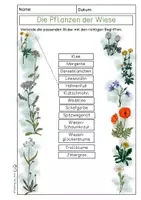 Vorschau - Arbeitsblätter - Wiese - Arbeitsblätter / Lerntheke - Seite 3
