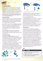 Vorschau - Arbeitsblätter - Enzymregulation / Enzymatik - AB & Lösungen - Seite 1