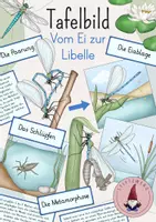 Vorschau - Präsentationen/Tafelbilder - Tafelbild: Vom Ei zur Libelle/ Der Lebenszyklus der Libelle - Deckblatt