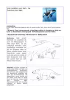 Vorschau - Arbeitsblätter - Evolution der Wale - Seite 1