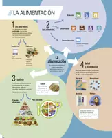 Vista previa - Tarjetas / Manipulativos - Mapas conceptuales e infografías de repaso: El ser humano - página 2