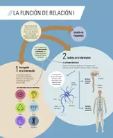Vista previa - Tarjetas / Manipulativos - Mapas conceptuales e infografías de repaso: El ser humano - página 3