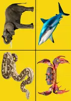 Vista previa - Juegos / Gamificación - Wild & Sea Animal Puzzles with REAL PICTURES - página 3