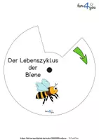 Vorschau - Stationenlernen - Lebenszyklus der Biene - Drehscheibe - Seite 3