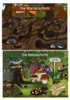 Vorschau - Stationenlernen - Wissenskarten - Stockwerke des Waldes - Seite 1