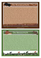 Vorschau - Stationenlernen - Wissenskarten - Stockwerke des Waldes - Seite 2