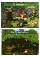 Vorschau - Stationenlernen - Wissenskarten - Stockwerke des Waldes - Seite 3