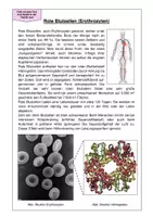 Vorschau - Stundenentwürfe - Blutzellen - Gruppenarbeit Rote Blutkörperchen / Weiße Blutkörperchen / Blutplättchen - Seite 1