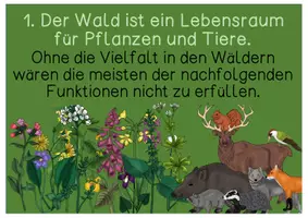 Vorschau - Präsentationen/Tafelbilder - Tafelmaterial - Wald / Funktionen des Waldes - Seite 1
