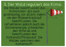 Vorschau - Präsentationen/Tafelbilder - Tafelmaterial - Wald / Funktionen des Waldes - Seite 3